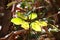 Sunlit leaves in the forest