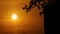 Sunlit Leaves Silhouetted Against Orange Evening Sky in Uttar Pradesh.
