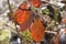 Sunlit leaves turning red in autumn, close-up view, natural background