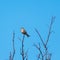 Sunlit Linnet songbird on a twig
