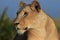 Sunlit Lioness looking sideways with a natural background in the Masai Mara, Kenya