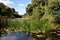 Sunlit Lush Green Lily Pond with Stone Bridge
