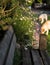 sunlit, many flowering white daisies on long stems