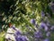 Sunlit, many flowering white daisies on long stems