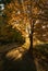 Sunlit maple and gravel road