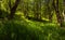 Sunlit Meadow under woodland cover in Hathersage Booths