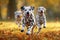 Sunlit mischief Small Dalmatian dogs play and run joyfully outdoors