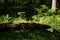 Sunlit moss covered fallen tree in shady forest