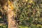 Sunlit olive tree with ripening kalamata olives