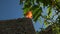 Sunlit orange angel trumpet flower at machu picchu