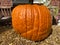 Sunlit Orange Autumn Pumpkin in October