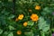 Sunlit orange cosmos flowers Cosmos sulphureus, black nightshade Solanum nigrum with green berries, and morning glory