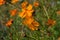 The sunlit orange flowers of the cosmos Cosmos sulphureus look like fluttering butterflies against a backdrop of greenery.