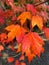 Sunlit Orange Leaf Color of Autumn in October