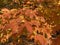 Sunlit Orange Leaves in Autumn in November