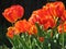 Sunlit Orange Tulips in Spring