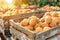 Sunlit orchard warehouse ripe peaches in wooden crates, embracing a summer fruit vibe