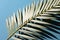 Sunlit palm leaf against serene blue backdrop.