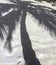 Sunlit palm tree grey shadow on white sand