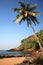 Sunlit palm tree over the beach Goa