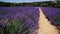 Sunlit panorama of French Provence blooming lavender field