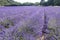 Sunlit panorama of French Provence blooming lavender field picturesque scenery with no people on a sunny summer day in the Alps