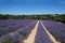 Sunlit panorama of French Provence blooming lavender field picturesque scenery with no people on a sunny summer day in the Alps