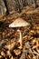 Sunlit parasol mushroom growing in sunny autumn forest