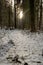 Sunlit Passage: A Snowy Journey Through Pines in Pokainu Mezs, Dobele, Latvija