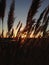 Sunlit Phragmites Grass during Sunset.