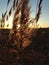 Sunlit Phragmites Grass during Sunset.