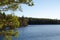 Sunlit pine tree branches by a lake