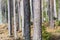 Sunlit pine tree stem closeup in a bright forest