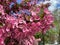 Sunlit Pink April Cherry Blossoms in Spring