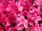 Sunlit Pink Azalea Flowers in April