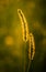 Sunlit plume grass in natural habitat