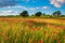 Sunlit Poppy Field