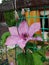 Sunlit Purple Clematis Flower in a Botanical Garden