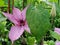 Sunlit Purple Clematis Flower in a Botanical Garden