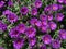 Sunlit Purple Flowers in a Garden