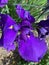 Sunlit Purple Iris Flower in the Spring Garden