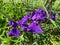 Sunlit Purple Iris Flowers in the Spring Garden