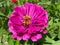 Sunlit Purple Zinnia Flower in a Green Garden in Summer