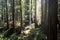 Sunlit Redwood Trees Grow in Northern California