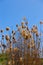 Sunlit reed flower stalks of Phragmites australis with blue sky in the background.