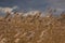 sunlit reed plumes on a dark sky