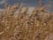 sunlit reed plumes on a dark sky