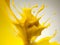 Sunlit Reverie: Captivating Yellow Splash Photography