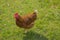 Sunlit Rhode Island Red Chicken