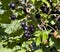 Sunlit ripe berries of black currant